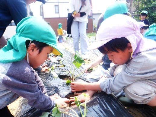 サツマイモの苗植え